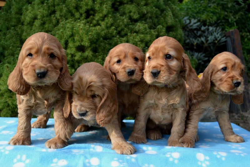 5 - Idol, Icon, Ina, Ira, Iris.JPG